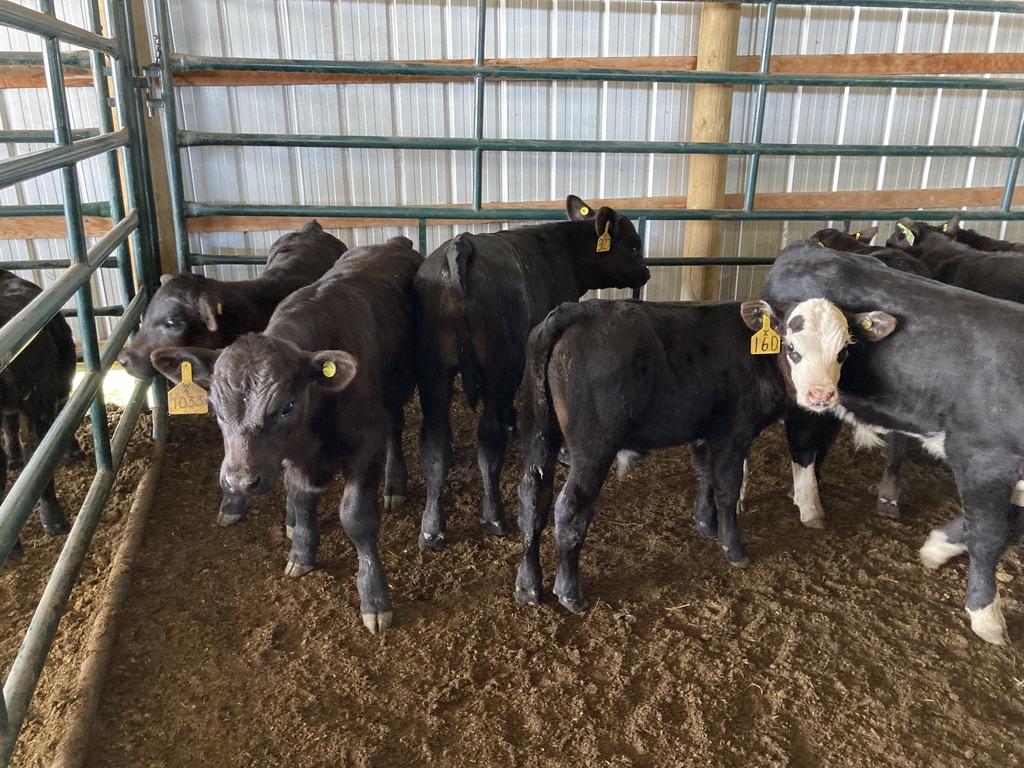 After a low stress separation process, calves are put in a pen before receiving their vaccinations.  