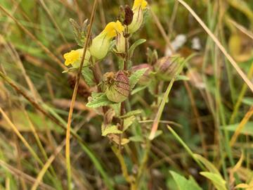 Yellow Rattle