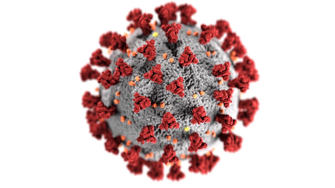 COVID-19 virus model COVID-19 virus model