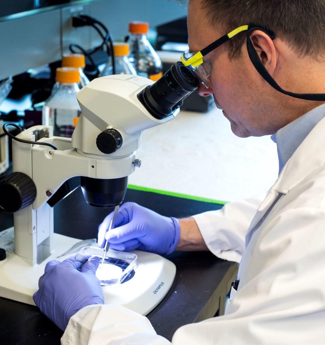 BSc Biomedical Engineering Schulich School of Engineering