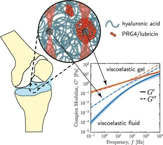 Scale‐Dependent Rheology of Synovial Fluid Lubricating MacromoleculesScale‐Dependent Rheology of Synovial Fluid Lubricating Macromolecules