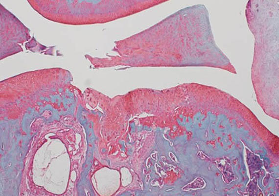 Cell tissue