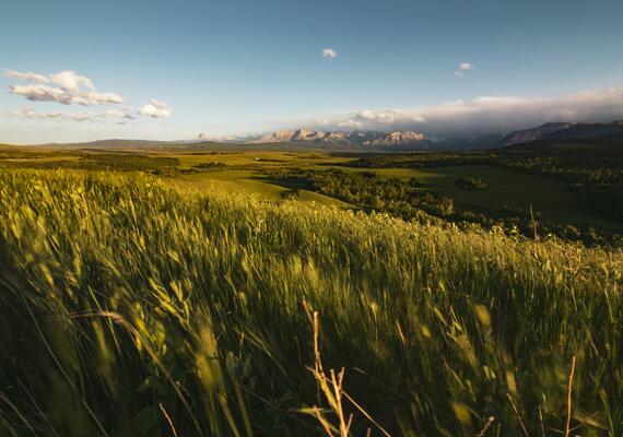 Alberta landscape